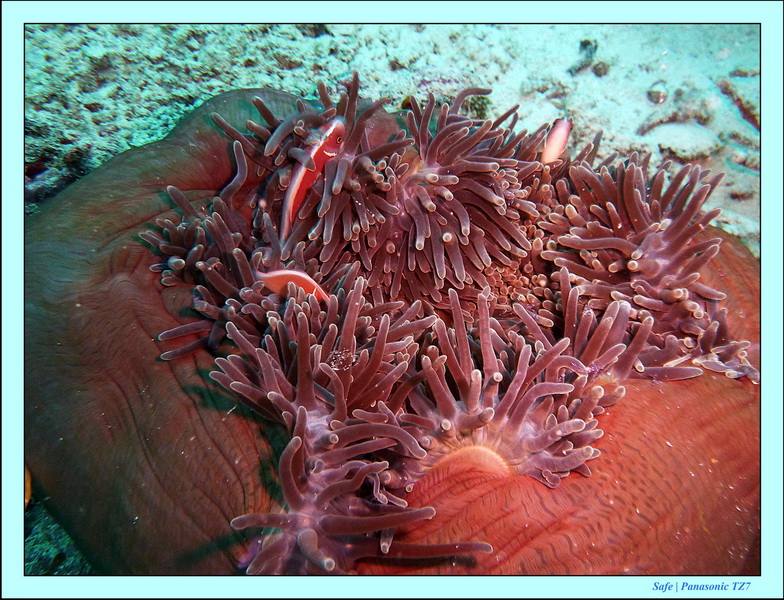 2011 - 08 - Borneo - Mantabuan 22